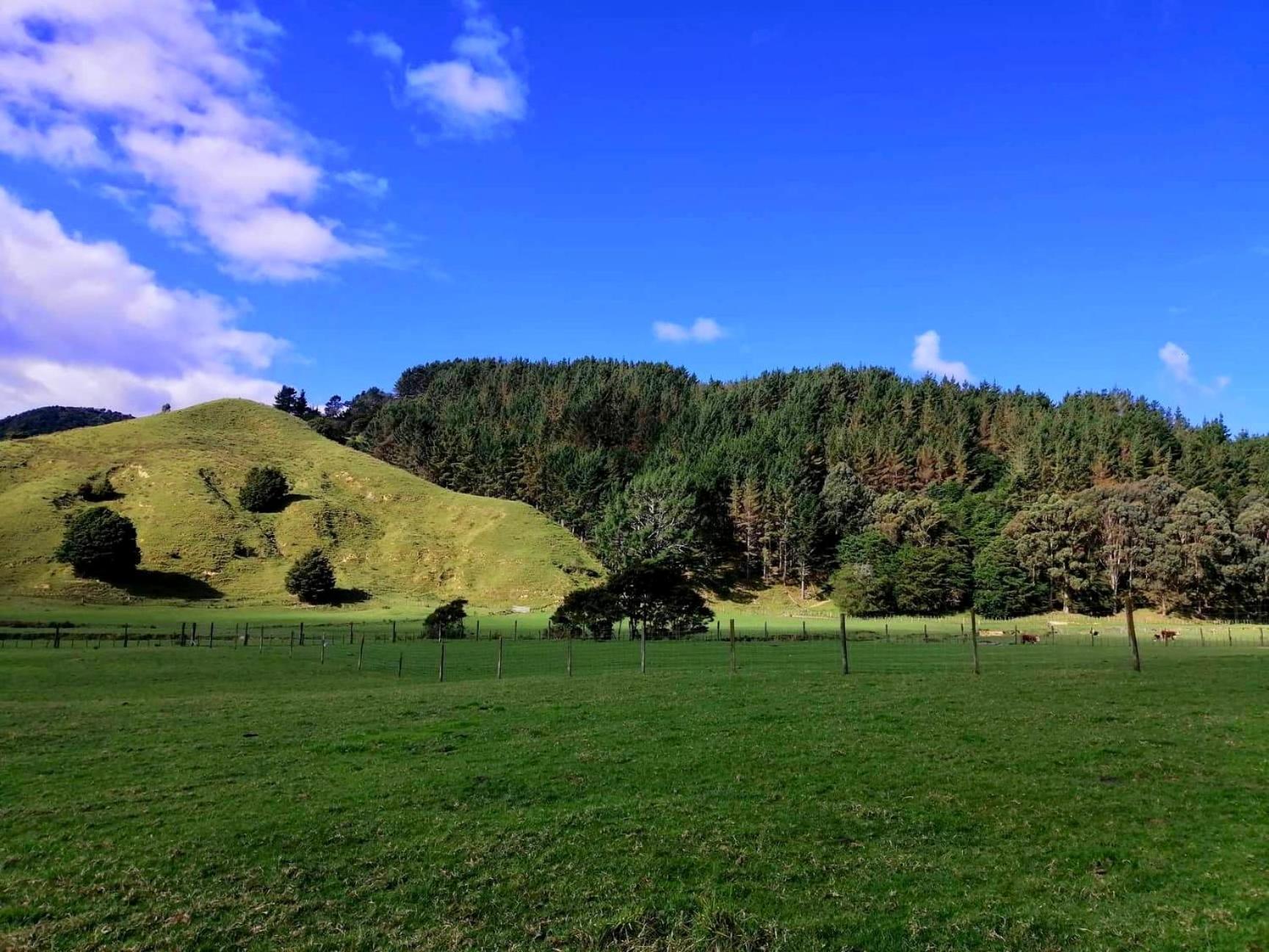 Coromandel White Star Station Farm Holiday Park מראה חיצוני תמונה
