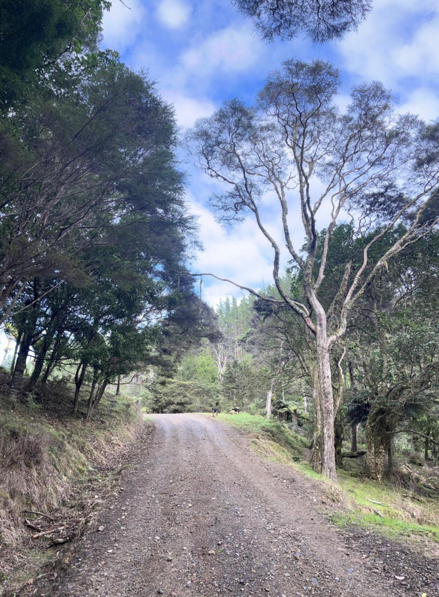 Coromandel White Star Station Farm Holiday Park מראה חיצוני תמונה